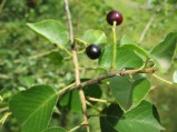 Prunus-avium-10-07-2008-fruits1