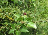 Prunus-avium-10-07-2008