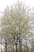Prunus-avium-11-04-2012-5856