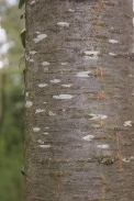 Prunus-avium-11-04-2012-5861