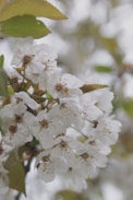 Prunus-avium-11-04-2012-5865