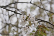 Prunus-avium-11-04-2012-5868