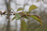 Prunus-avium-11-04-2012-5872