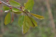 Prunus-avium-11-04-2012-5875