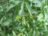 Prunus-laurocerasus1-10-07-2008
