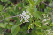 Prunus-mahaleb-24-04-2009-1083