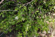 Prunus-mahaleb-24-04-2009-1084