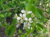 Prunus-mahaleb-24-04-2009-5298