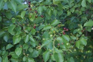 Prunus-mahaleb-24-06-2009-6095
