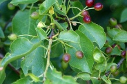 Prunus-mahaleb-24-06-2009-6096
