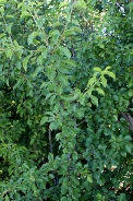 Prunus-mahaleb-24-06-2009-6097