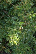Prunus-mahaleb-24-06-2009-6113