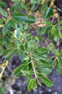 Prunus-mahaleb-24-06-2009-6114