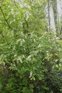 Prunus-padus-18-04-2012-6067