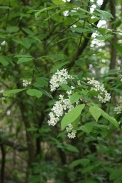 Prunus-padus-18-04-2012-6069