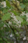 Prunus-padus-18-04-2012-6071