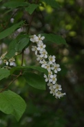 Prunus-padus-18-04-2012-6073