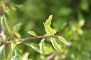Prunus-spinosa-02-07-2009-7960