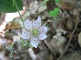 Rubus-fruticosus1