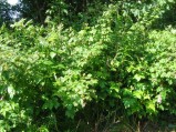 Rubus-idaeus-15-07-2004