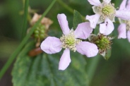 Rubus-nemorosus-08-07-2010-2560