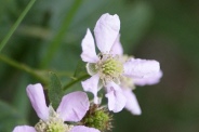 Rubus-nemorosus-08-07-2010-2561