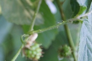 Rubus-nemorosus-08-07-2010-2564