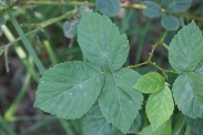 Rubus-nemorosus-08-07-2010-2567