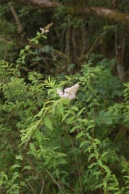 Spiraea-alba-06-07-2011-0954