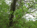 Salix-caprea