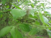 Salix-caprea1