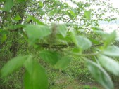 Salix-caprea2