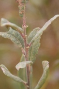 Salix-cinerea-05-10-2011-5481