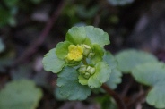 Chrysosplenium-alternifolium-23-03-2011-6181