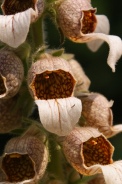 Digitalis-lanata-01-07-2009-7235