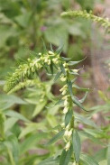 Digitalis-lutea-06-06-2009-3729