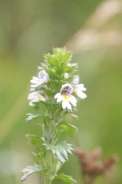 Euphrasia-nemorosa-21-08-2011-4771