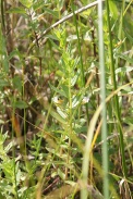 Gratiola-officinalis-15-06-2011-9741