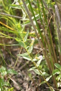 Gratiola-officinalis-15-06-2011-9743