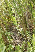Gratiola-officinalis-15-06-2011-9747