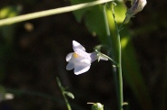 Linaria-repens-11-09-2010-5150