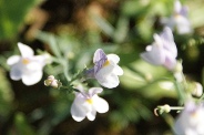 Linaria-repens-11-09-2010-5152