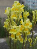 Linaria-vulgaris1-09-07-2008