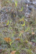 Odontites-luteus-11-08-2009-2450