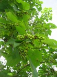 Paulownia-tomentosa-fruits3