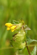 Rhinanthus-minor-07-07-2009-8804