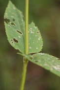 Scrofularia-nodosa-18-06-2009-5141