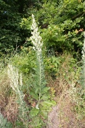 Verbascum-lychnitis-20-06-2009-5681