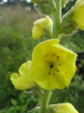 Verbascum-thapsus1-1