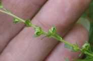 Veronica-serpyllifolia-04-05-2011-7532